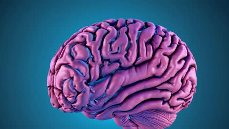 modelo 3d de un cerebro humano