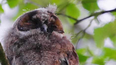 a closeup shot of an owl having a nap on a tree