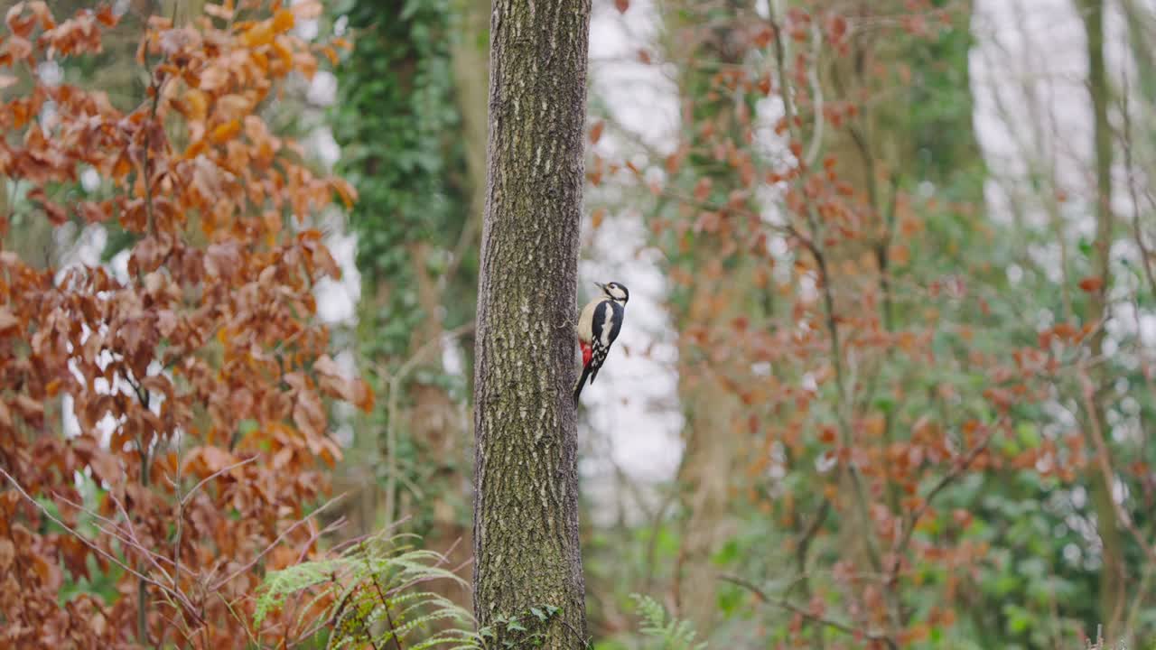 Great spotted woodpecker in vibrant autumn forest, perched on tree trunk among warm tones