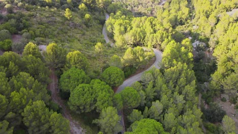 sa calobra, mallorca, spain의 협곡에 있는 나무 사이의 구불구불한 길을 운전하는 자동차