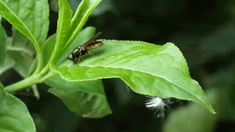 Close-up-shot-of-a-green-golden-fly-sitting-on-a-green-leave-and-falling-down-because-of-a-wind-blown
