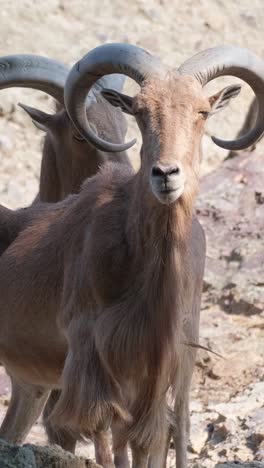 a couple of goats standing next to each other on top of a rock a pair of goatantelope standing side by side on a rocky landscape these terrestrial animals with horns are versatile working animals often used as pack animals and livestock
