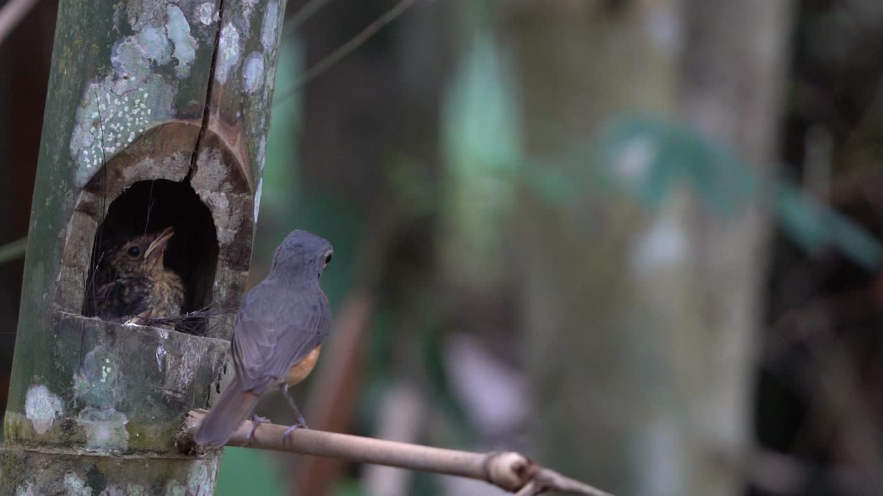 a mother worm flycatcher bird takes feces from her cute child's anus and sends the feces flying