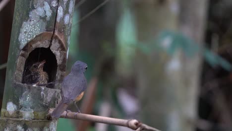 un pájaro mosquito de gusano madre toma heces del ano de su niño lindo y envía las heces volando