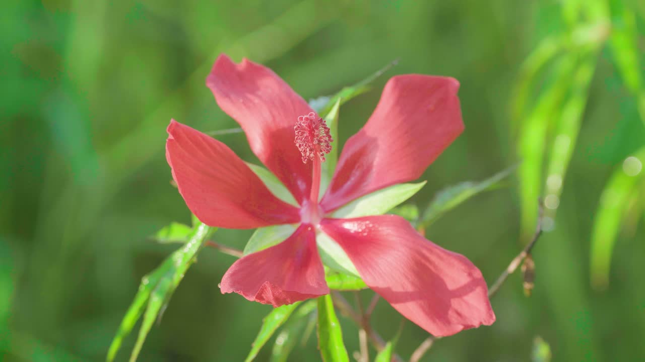 palude rossa rosa da vicino con fogliame verde sullo sfondo