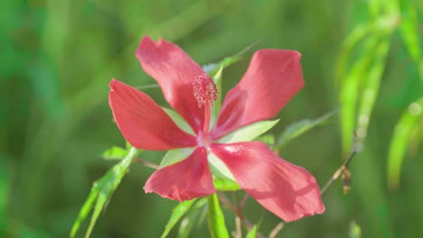 Rote-Sumpfrose-Hautnah-Mit-Grünem-Laub-Im-Hintergrund