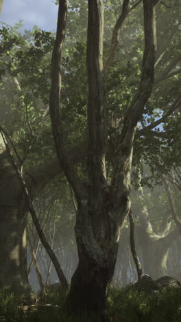 misty forest scene: sunlight through the trees