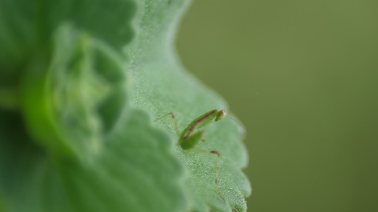 una mantis descansa en una hoja y se mueve para mirar en una dirección diferente