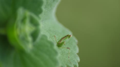 a mantis rests on a leaf and moves to look in a different direction
