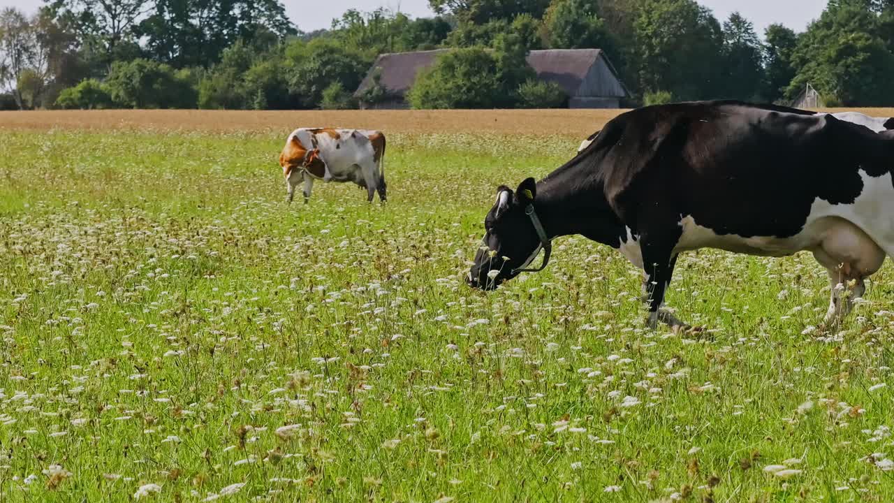 Cinematic drone view of calm cows walking and feeding in peaceful meadow