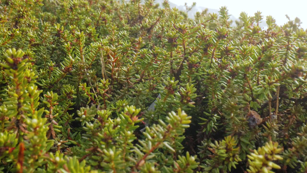 tundra ártica. empetrum es un género de tres especies de arbustos enanos de hoja perenne de la familia ericaceae. son comúnmente conocidos como arándanos y tienen frutos comestibles.