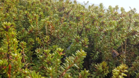 Arktischen-Tundra.-Empetrum-Ist-Eine-Gattung-Von-Drei-Arten-Von-Immergrünen-Zwergsträuchern-Aus-Der-Familie-Der-Heidekrautgewächse-(Ericaceae).-Sie-Werden-Allgemein-Als-Krähenbeeren-Bezeichnet-Und-Tragen-Essbare-Früchte.