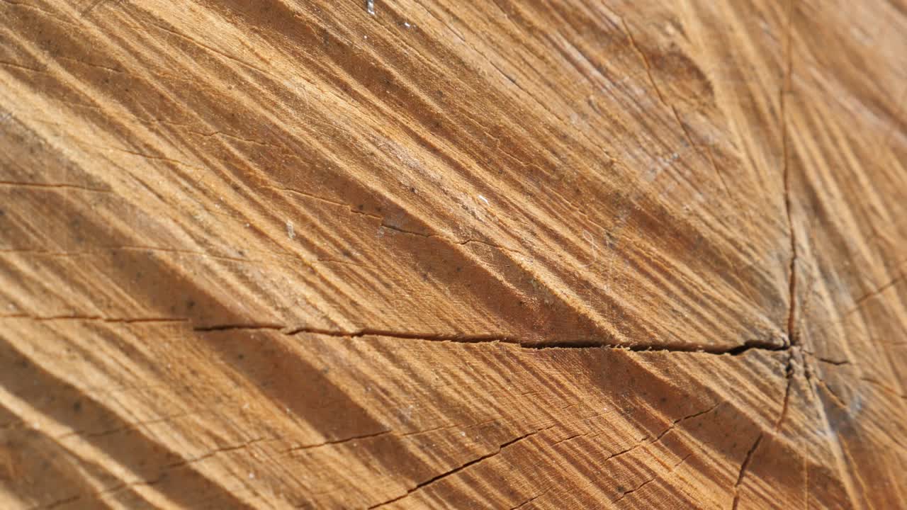 연간 반지와 함께 나무 단 절단 4k 2160p 30fps 울트라 하드 파닝 영상 - 나무를 갈라서 만든 연료 텍스처 느린 파인 3840x2160 uhd 비디오