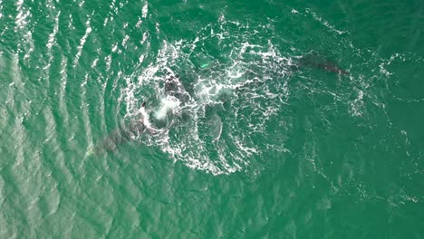 Aerial-view-of-Southern-Right-Whale-and-newborn-calf-in-False-Bay-at-Fish-Hoek,-South-Africa