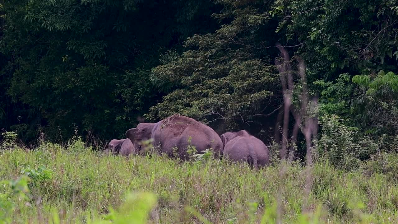 アジアゾウは絶滅危惧種であり、タイの居住者でもあります