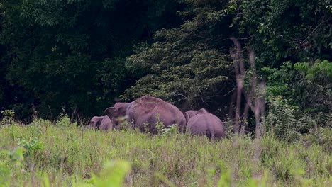 Los-Elefantes-Asiáticos-Son-Especies-En-Peligro-De-Extinción-Y-También-Son-Residentes-De-Tailandia