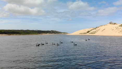 Eine-Sich-Vorwärts-Bewegende-Luftaufnahme-Einer-Gruppe-Schwarzer-Schwäne,-Die-In-Einer-Flussmündung-Zwischen-Sanddünen-Schwimmen