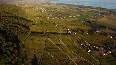 vista aérea de los viñedos de la cote cerca del pueblo benigno con vistas al lago de ginebra en vaud, suiza
