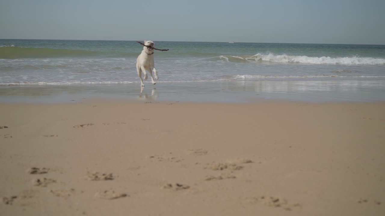 사랑스러운 성인 개가 모래 바가에서 지이를 들고 물고 있습니다.