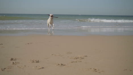 cute adult dog carrying and biting stick on sandy seashore.