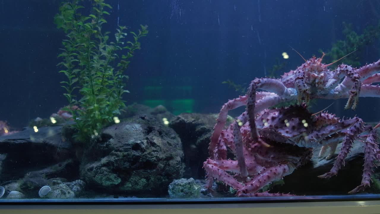 cangrejo real caminando de lado sobre otro en la ventana y el tráfico reflejado