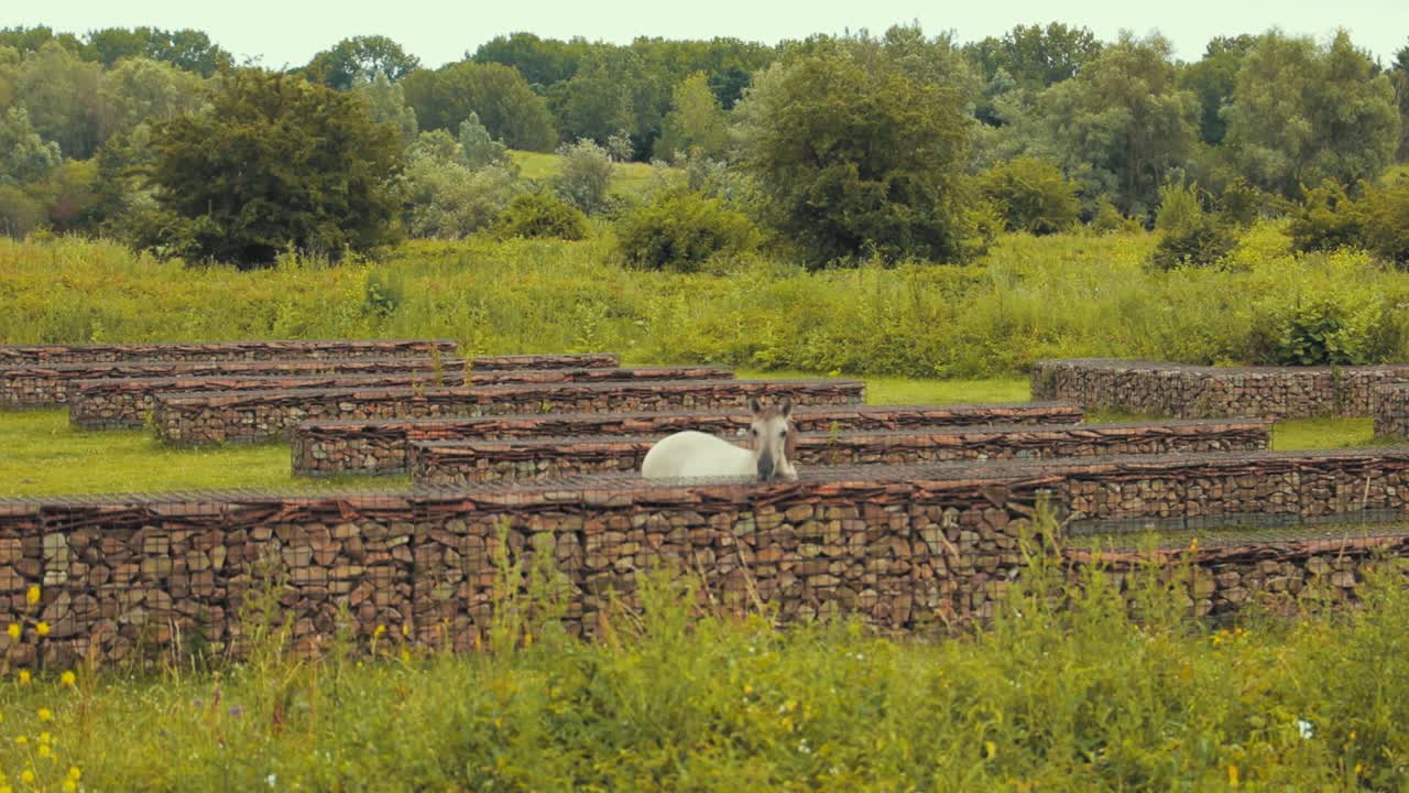 말이 자연 속에서 주위를 둘러보고 있다