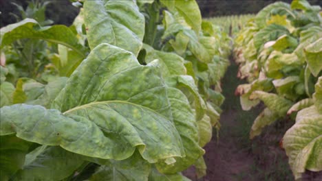 Tobacco-growing-in-a-field-in-southern-Orange-County,-North-Carolina