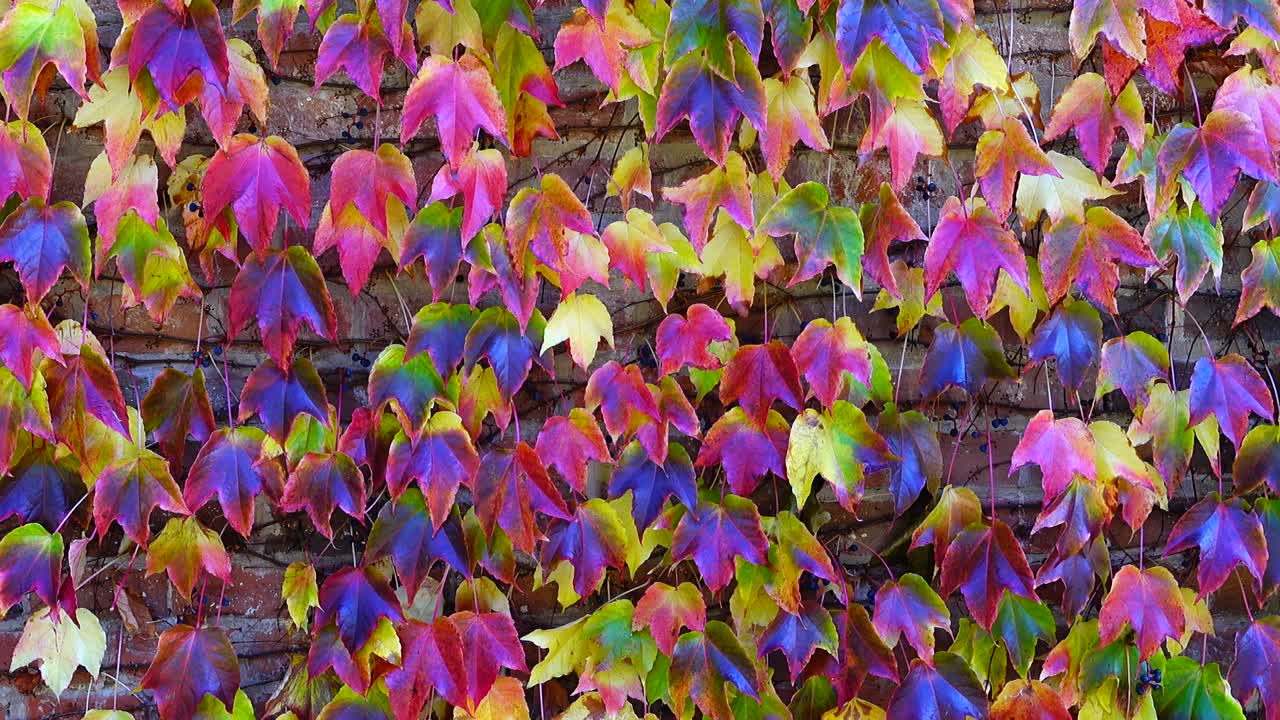 Klimop op de bakstenen muur van het huis. Opname in de herfst.