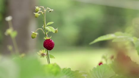 isolated single wild strawberry - wood strawberry slowly blowing in the wind in a forest with a meadow in the background in southern sweden