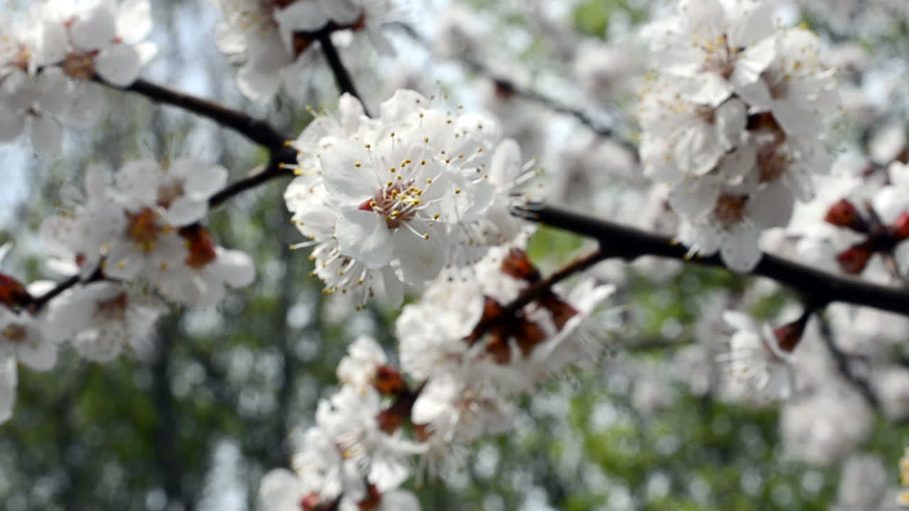 Primo piano della fioritura di un albero da frutto