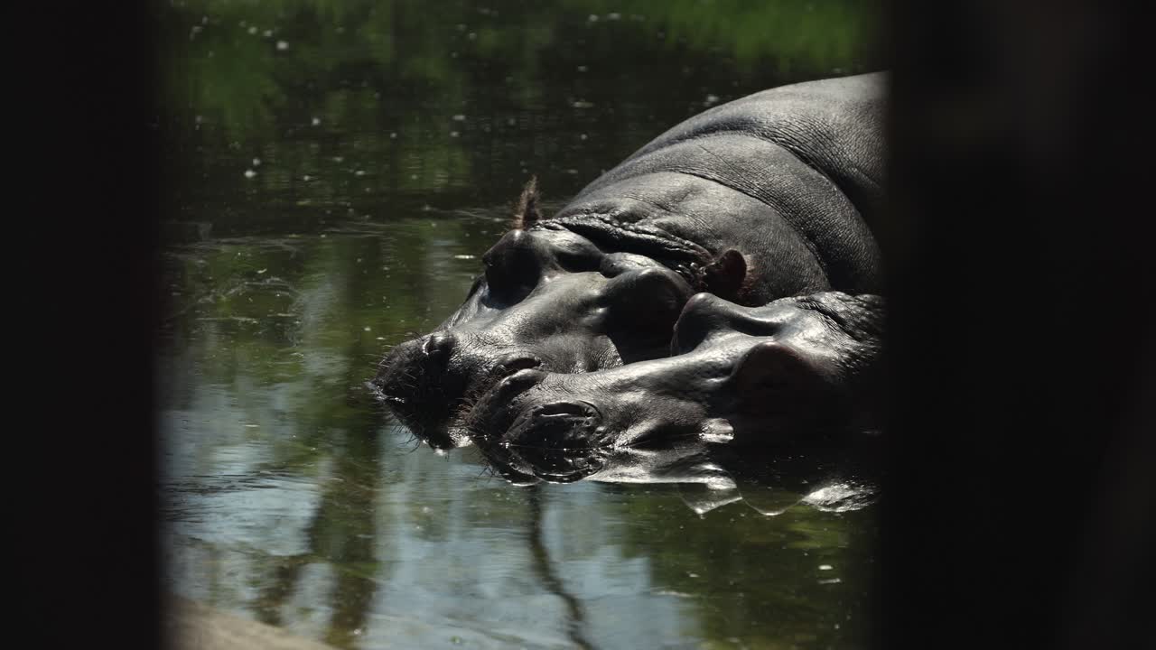vista más cercana con un movimiento de cámara de camión lateral derecho desde un hipopótamo relajado