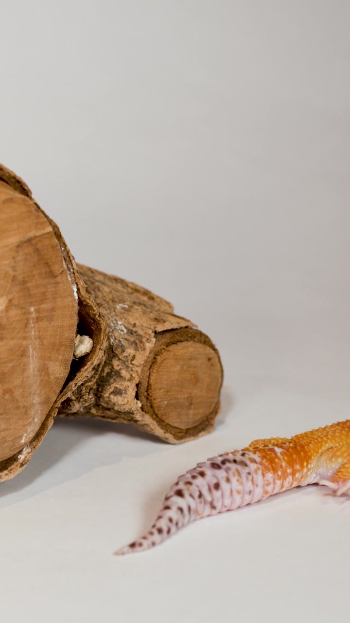 Un geco leopardo arancione striscia lentamente su una superficie bianca oltre un tronco di legno текстурированном.