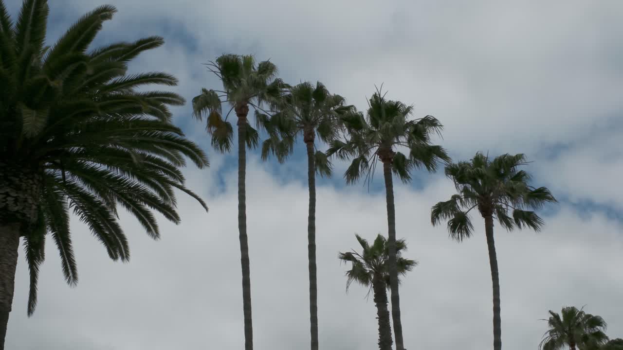 Palm trees blowing in the wind with clouds in the sky
