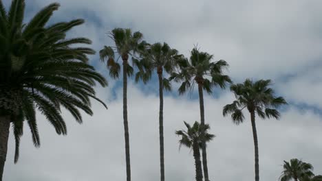 Palmeras-Soplando-En-El-Viento-Con-Nubes-En-El-Cielo