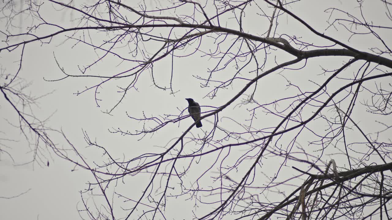 파란 하늘에서 날아다니는 새와 새 둥지