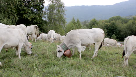 grazing cows eating the grass