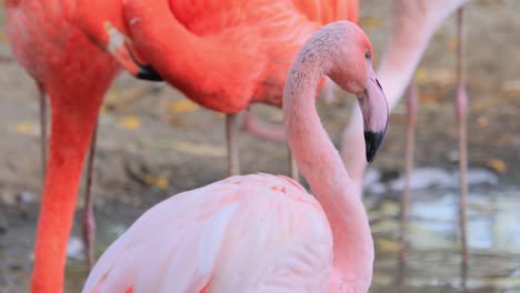 los flamencos o flamencos son un tipo de ave de vadeo de la familia phoenicopteridae, la única familia de aves en el orden phoenicopteriformes.