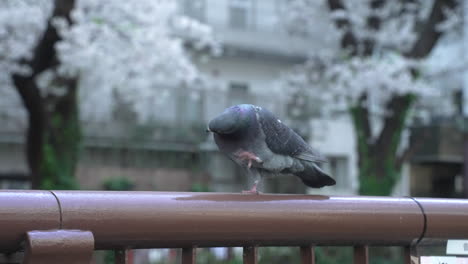 Pigeon-Sitting-On-A-Fence-And-Scratching-Its-Head-In-A-Park-In-Tokyo,-Japan---close-up