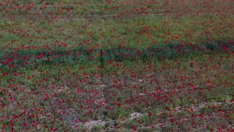 a short shot of a poppy field