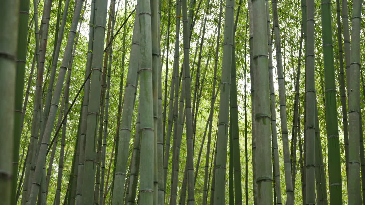 Multiple green bamboo trees at the Arashiyama Bamboo Forest in Kyoto, Japan