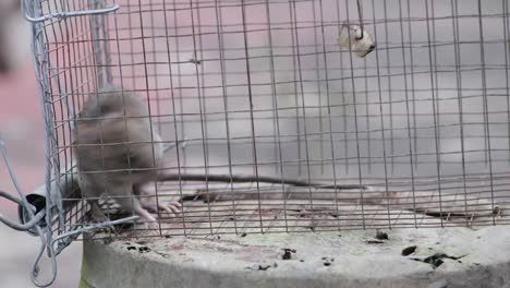 a small house rat trapped in a rat cage trap looking afraid and fast reactions