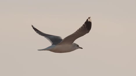 elegant flight of common sea gull in beautiful soft light, slow panning shot