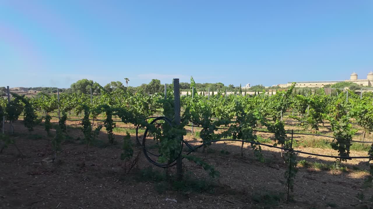 Large area of Maltese vineyards around Luqa on a sunny summer day