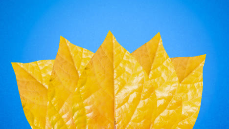 animación de hojas amarillas de otoño sobre fondo azul
