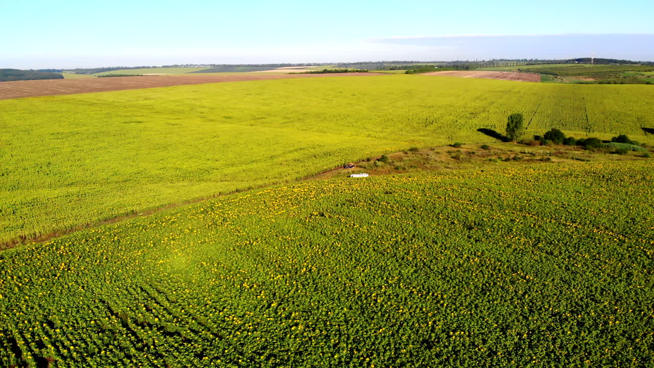 Aerial drone shot of sunflower field with green hills on background. Sunny day in Moldova