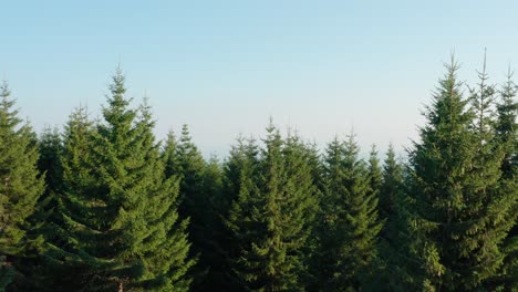 Beautiful evergreen forest on the misty morning