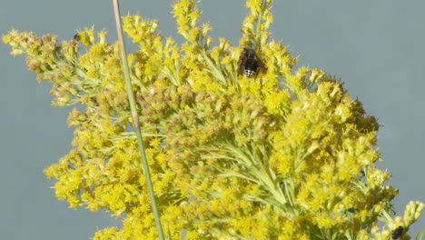 bald-faced hornet wasp eats nectar from bright yellow goldenrod flower