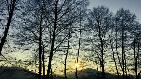 walking on a forest road, early spring season, with beautiful light coming from sunset