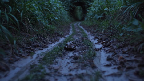 frog on a muddy path in a forest at dusk