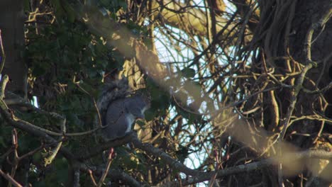 Ardilla-Gris-Sentada-En-La-Rama-De-Un-árbol-A-La-Sombra-Y-Luego-Sale-Corriendo